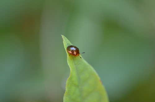 Brush-holly Leaf Beetle