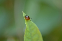 Plagiodera thymaloides