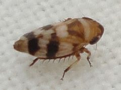 Anoscopus serratulae