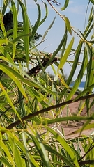 Schistocerca americana