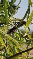 Schistocerca americana