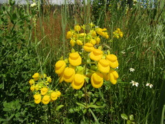 Calceolaria dentata