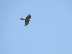 Accipiter cooperii