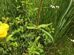 Calceolaria dentata