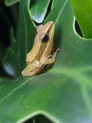 Indosylvirana