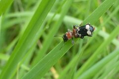 Thanasimus formicarius
