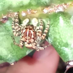 Sumampattus quinqueradiatus