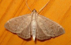 Anania fuscalis