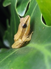 Indosylvirana