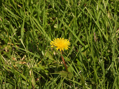 Taraxacum officinale