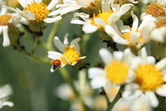 Cycloneda emarginata