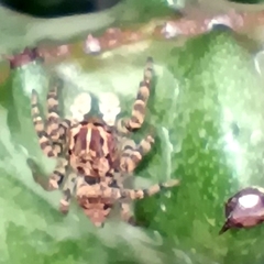 Sumampattus quinqueradiatus