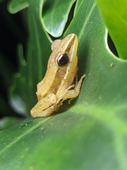 Indosylvirana