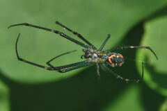 Leucauge
