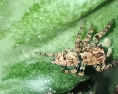 Sumampattus quinqueradiatus