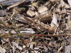 Dissosteira spurcata