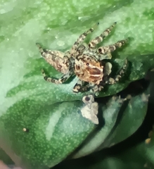 Sumampattus quinqueradiatus