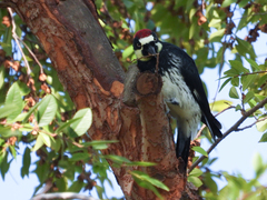 Melanerpes formicivorus