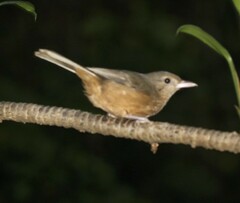 Colluricincla rufogaster