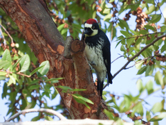 Melanerpes formicivorus