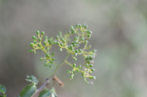 Image of Amyris texana by no rights reserved