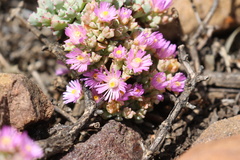 Oscularia deltoides