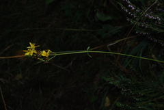 Hypericum montanum