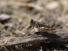 Melanoplus devastator