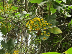 Acrisione denticulata