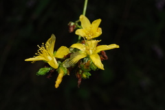 Hypericum montanum