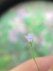 Wahlenbergia marginata