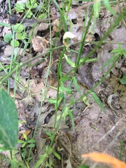 Wahlenbergia marginata