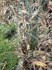 Ficinia fascicularis