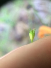 Wahlenbergia marginata