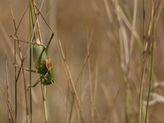 Idiostatus californicus