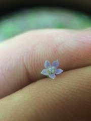 Wahlenbergia marginata