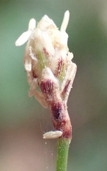 Ficinia fascicularis