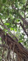Ficus drupacea