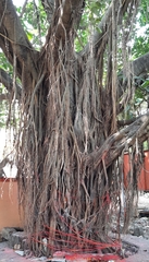 Ficus drupacea