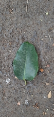 Ficus drupacea