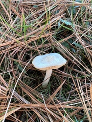 Volvariella pusilla