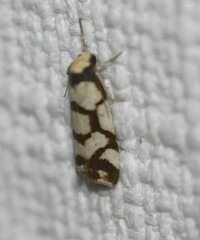 Scaptesyle dichotoma