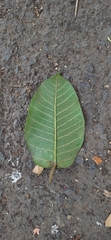 Ficus drupacea