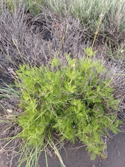 Lavandula canariensis subsp. canariensis image