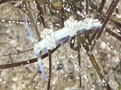 Dondice occidentalis