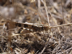 Dissosteira spurcata