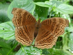 Junonia gregorii