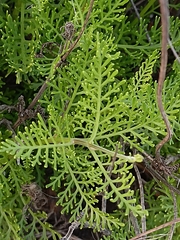 Lavandula canariensis subsp. canariensis image