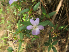 Bruno Avilez, CC BY, iNaturalist via GBIF Viola portalesia, photograph Bruno Avilez, CC BY, iNaturalist via GBIF