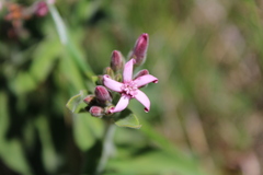 Oxypetalum solanoides